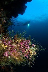 Korallen mit Taucher in Raja Ampat